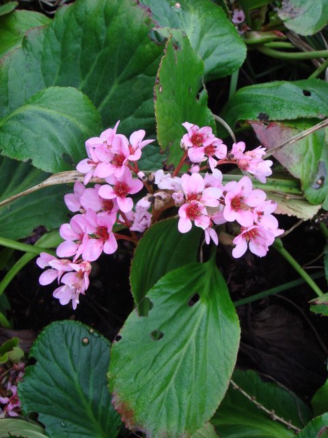 Bergenia cordifolia fleur